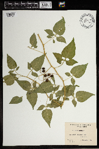 Solanum dulcamara image