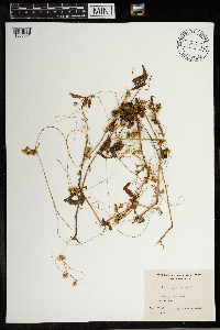 Cuscuta gronovii image