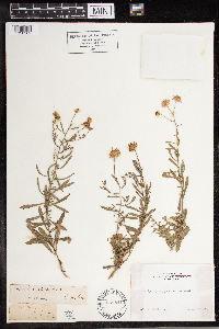 thumbnail image of current specimen