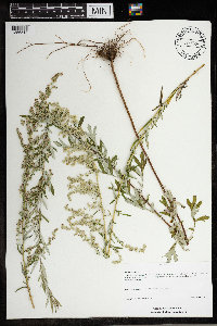 Artemisia vulgaris image
