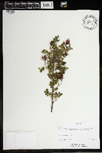 Rosa spinosissima image