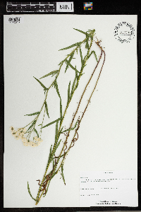 Achillea ptarmica image
