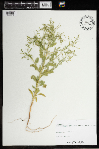 Cycloloma atriplicifolium image
