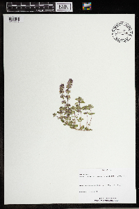 Thymus pulegioides image