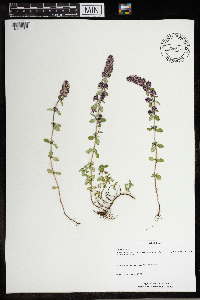 Thymus pulegioides image