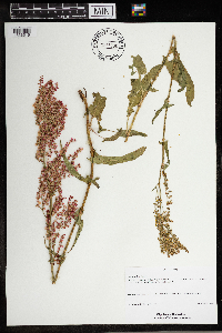 Rumex thyrsiflorus image