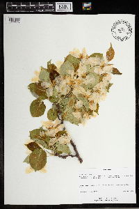 Malus x robusta image