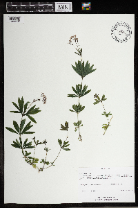 Galium odoratum image