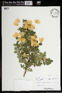 Rosa spinosissima image