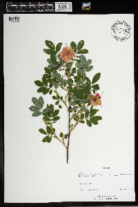 Rosa cinnamomea image