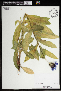 Centaurea montana image