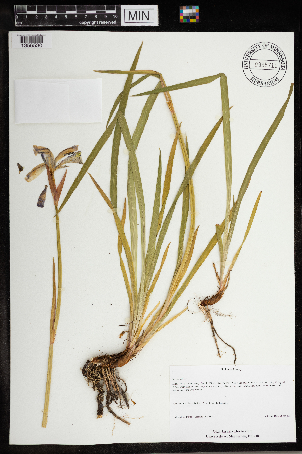 Iris sibirica image