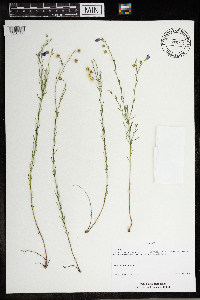 Linum perenne image