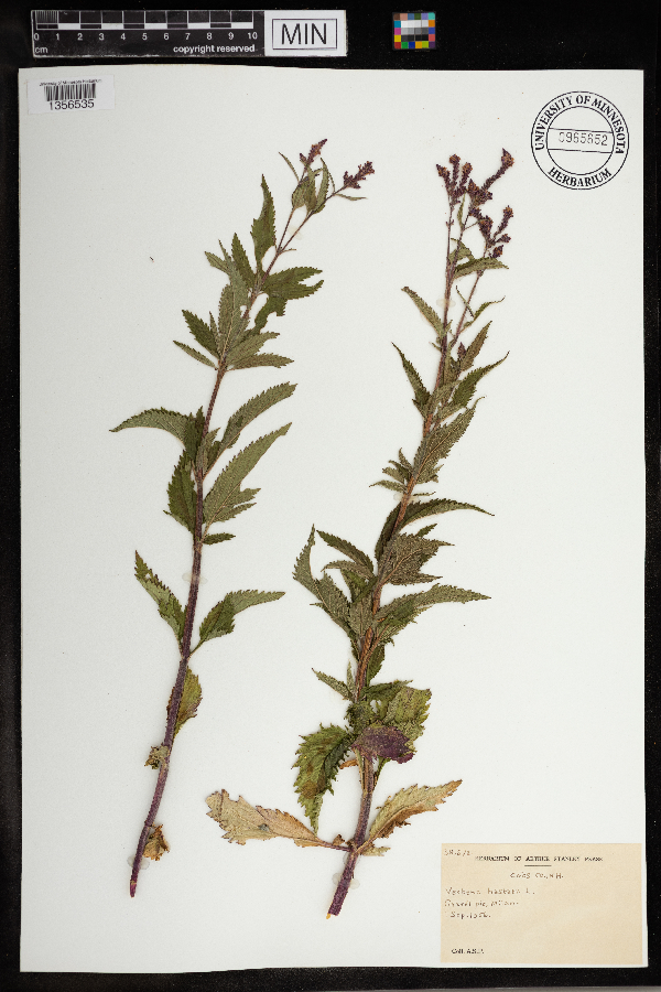 Verbena hastata image