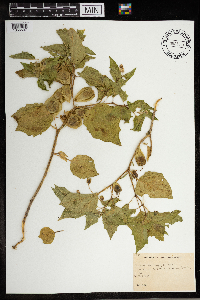 Physalis heterophylla image