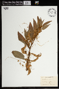 Cuscuta gronovii image