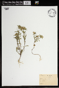 Collomia linearis image