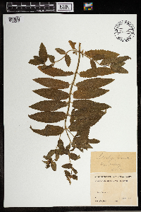 Image Associated With the Occurrence