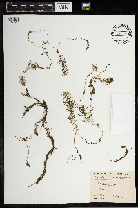 Utricularia intermedia image