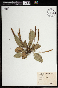 Plantago major image