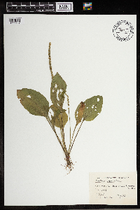 Plantago rugelii image