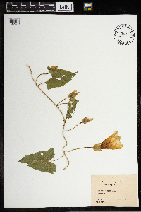 Calystegia sepium image
