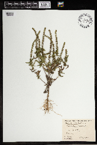 Ambrosia artemisiifolia image