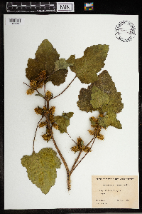 Xanthium strumarium image