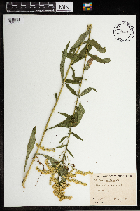 Solidago juncea image