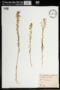 Conyza canadensis image
