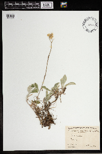 Antennaria plantaginifolia image