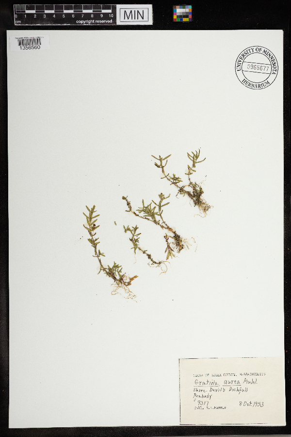 Gratiola lutea image