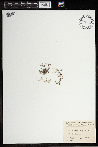 Lindernia dubia image