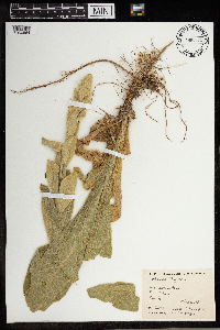 Verbascum thapsus image