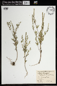 Ambrosia artemisiifolia image