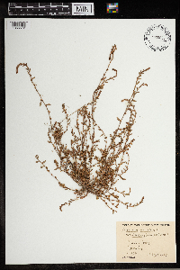 Polygonum aviculare image