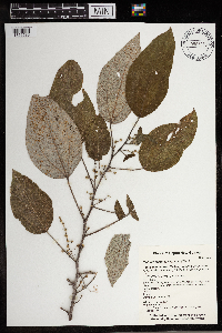 Thumbnail image of current specimen