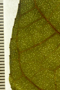 Thumbnail image of current specimen