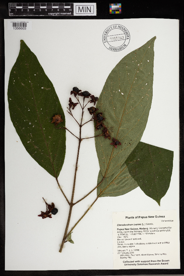 Clerodendrum porphyrocalyx image