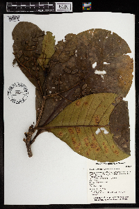 Thumbnail image of current specimen