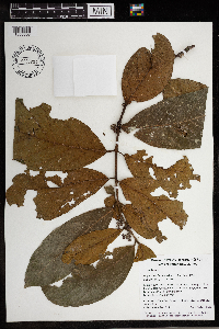Steganthera hospitans image