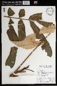 Aglaia argentea image