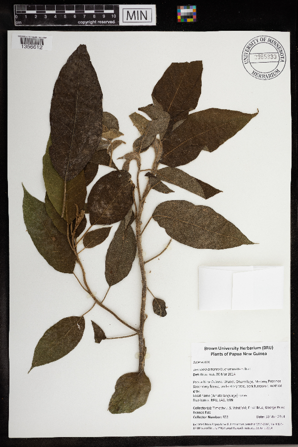 Vernonia arborea image