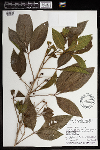 Allophylus cobbe image