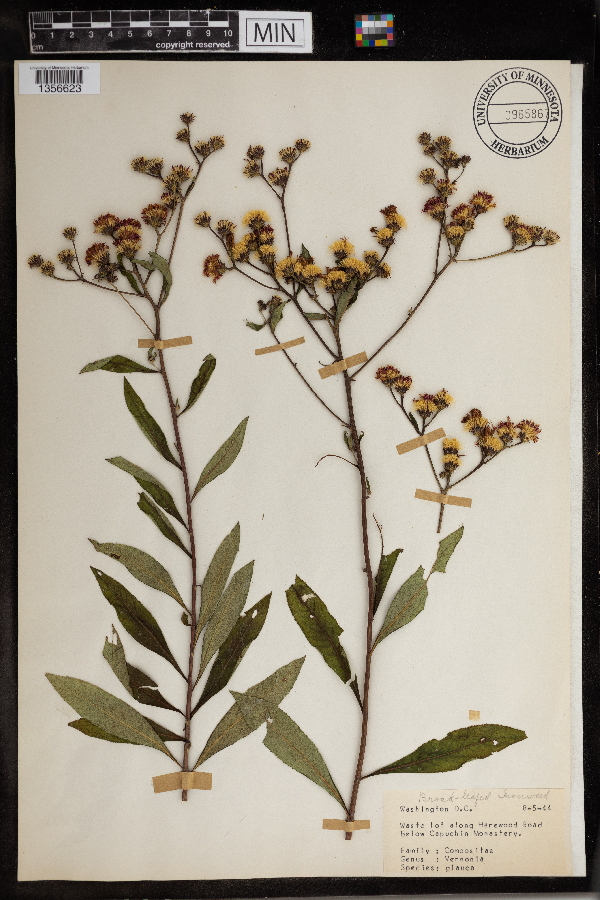 Vernonia glauca image