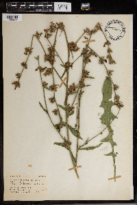 Cichorium intybus image