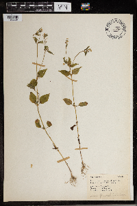 Galinsoga parviflora image