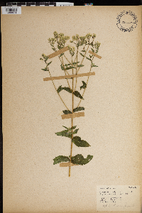 Eupatorium album image