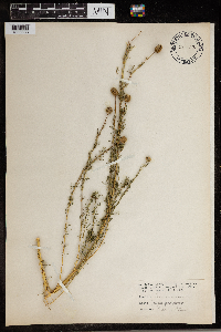 Dalea purpurea image