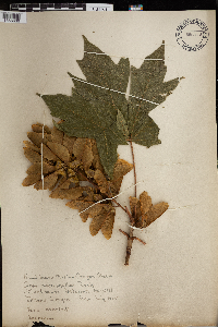 Acer macrophyllum image